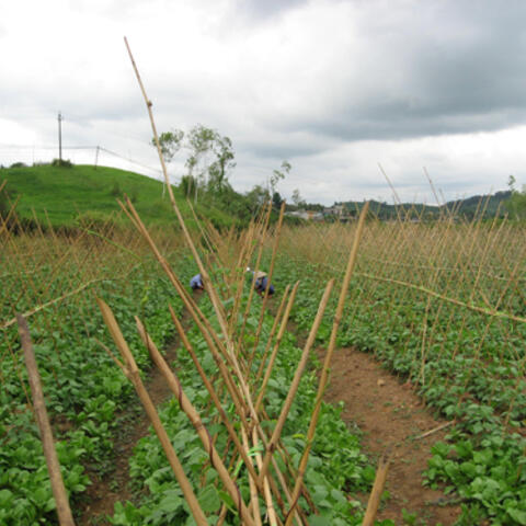 Sản xuất rau sạch